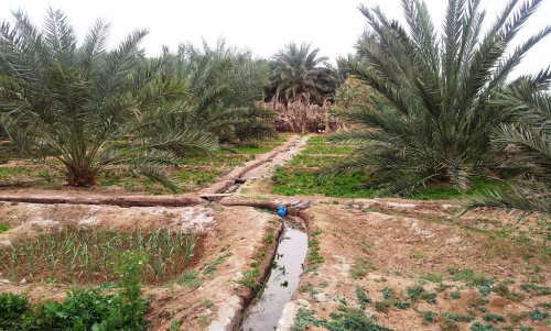 masjid muarras - a farn near muarras.jpg