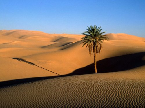 morocco-desert-palm-768x576.jpg